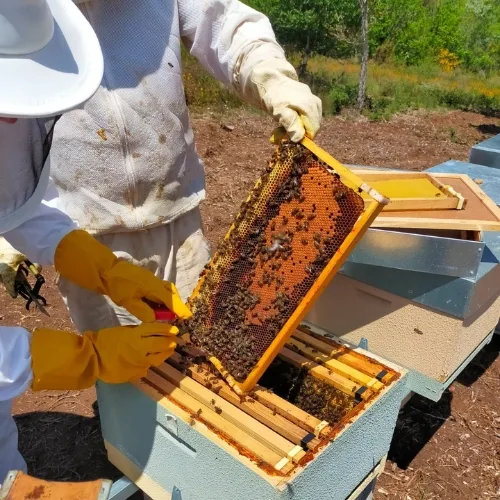 colmena de abejas apicola Monte Das Meigas