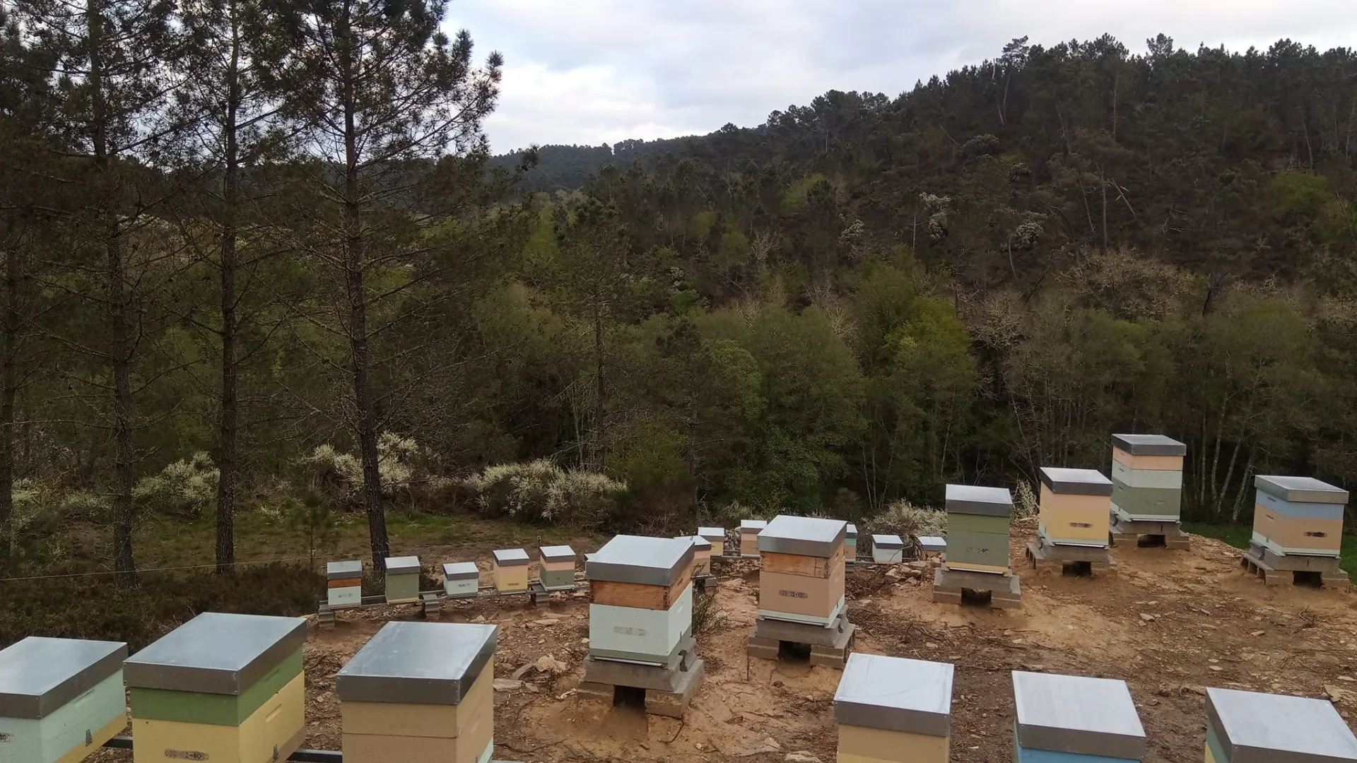 Apicola Galicia Monte Das Meigas